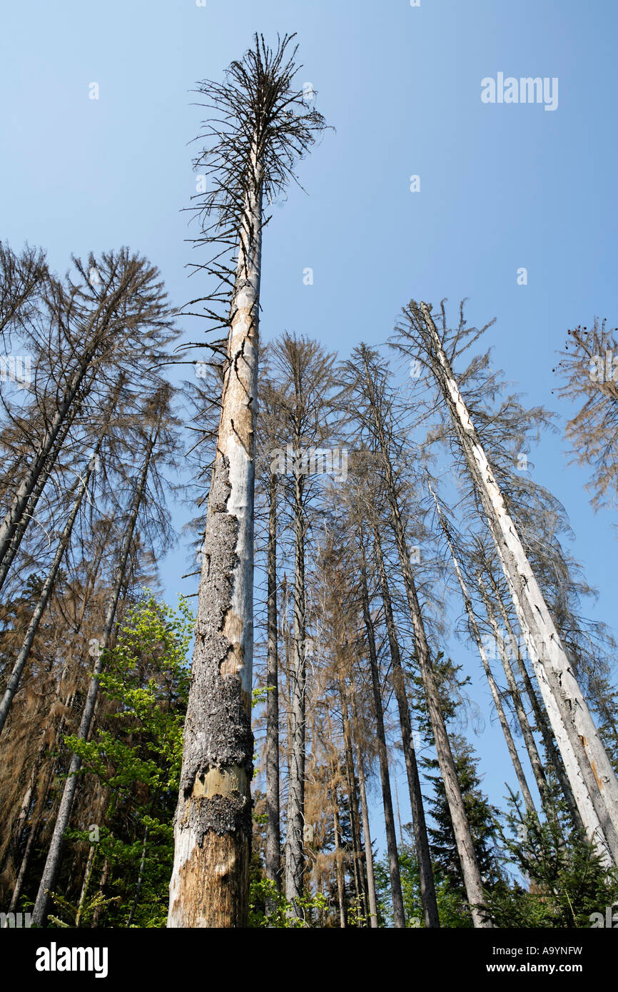 Dead trees after bark beetle attack, National park Bayerischer Wald, Bavarian Forest, Lower Bavaria, Germany Stock Photo