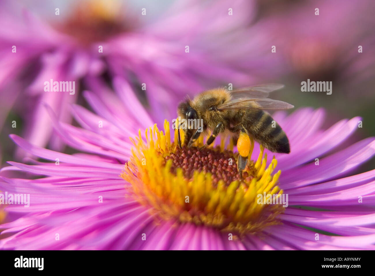 Bee (Apis mellifera) on flower Stock Photo