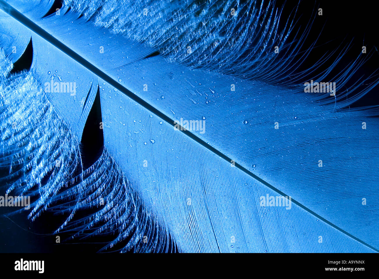 Blue feather Stock Photo