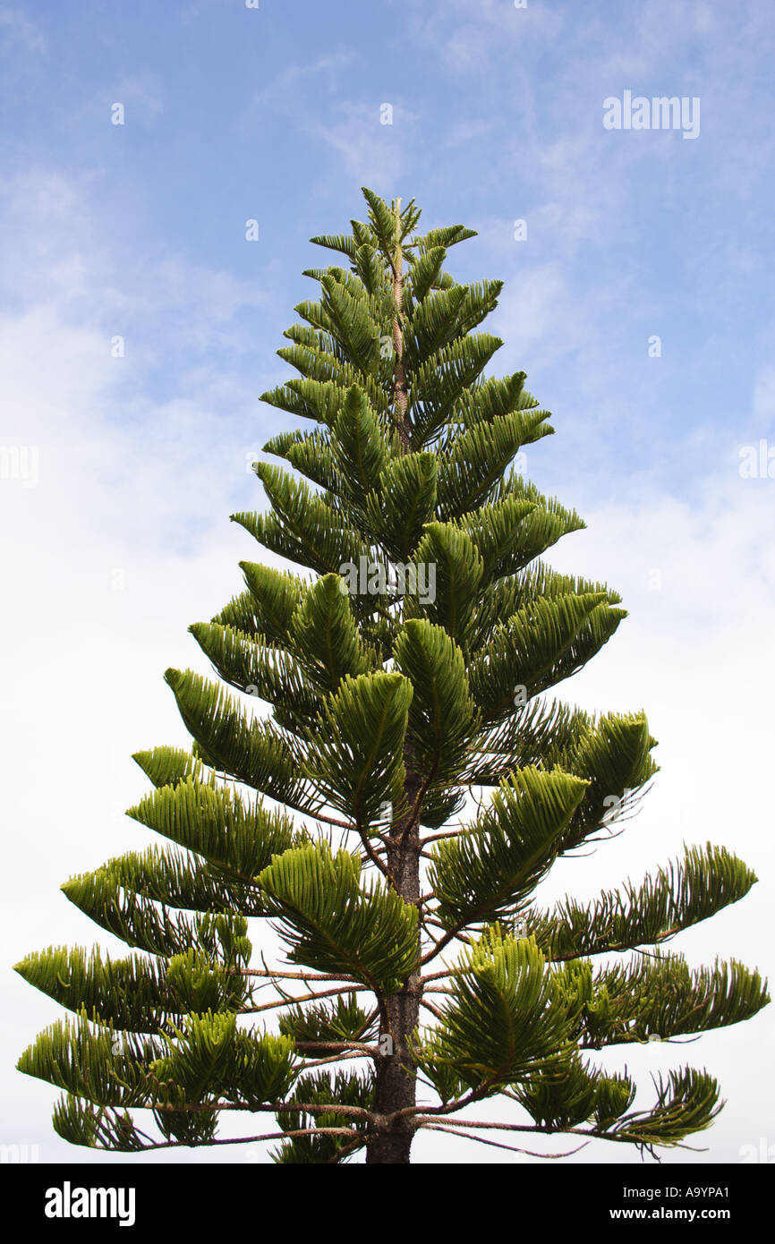 PINE TREE POINT CARTWRIGHT QUEENSLAND AUSTRALIA BAPD1723 Stock Photo