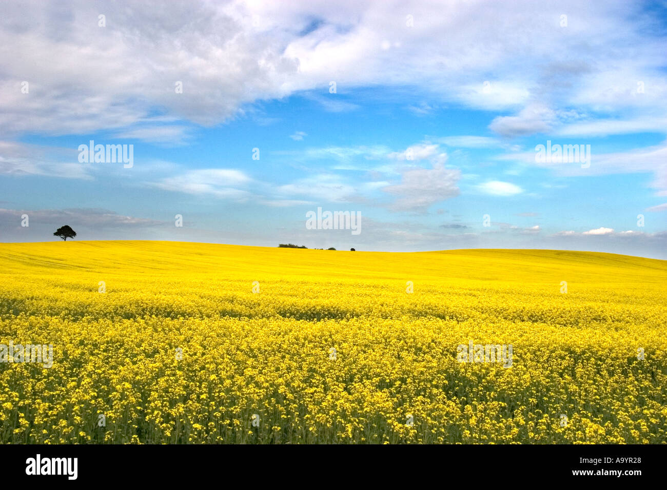 Field of Oil Seed Rape Stock Photo - Alamy