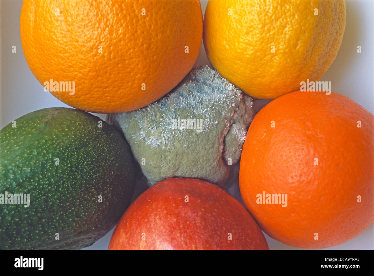 "Fruit bowl with moldy lemon" Stock Photo