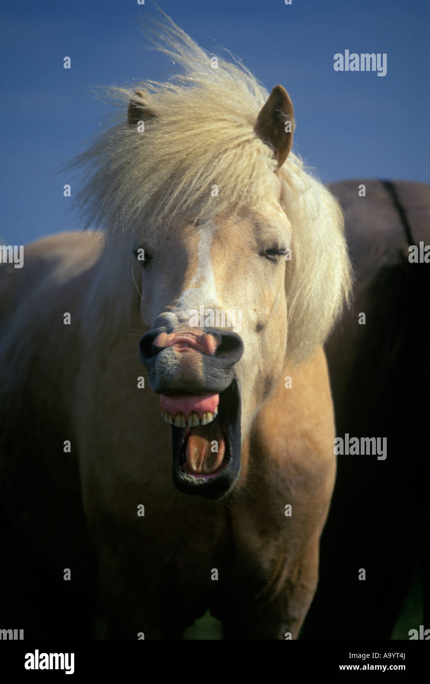 FACIAL EXPRESSION ICELANDIC HORSE SKOGAR ICELAND Stock Photo