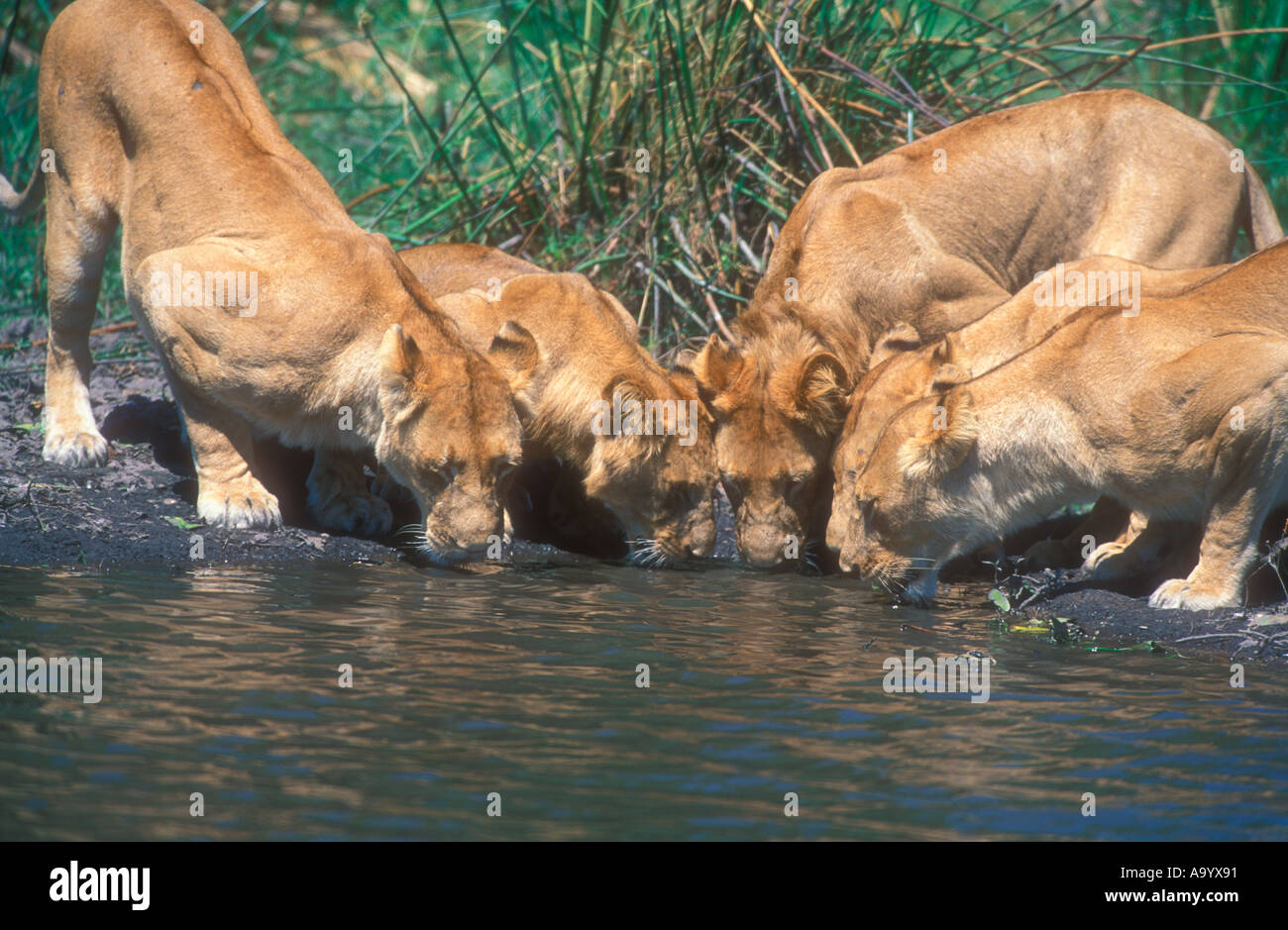 South africa animal sanctuary lions hi-res stock photography and images ...