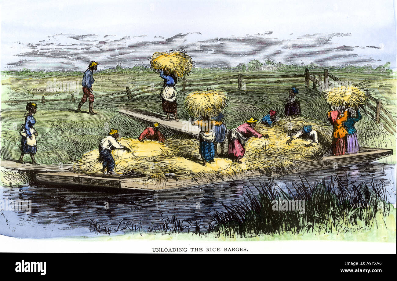 African American slaves loading rice barges in South Carolina 1800s. Hand-colored woodcut Stock Photo