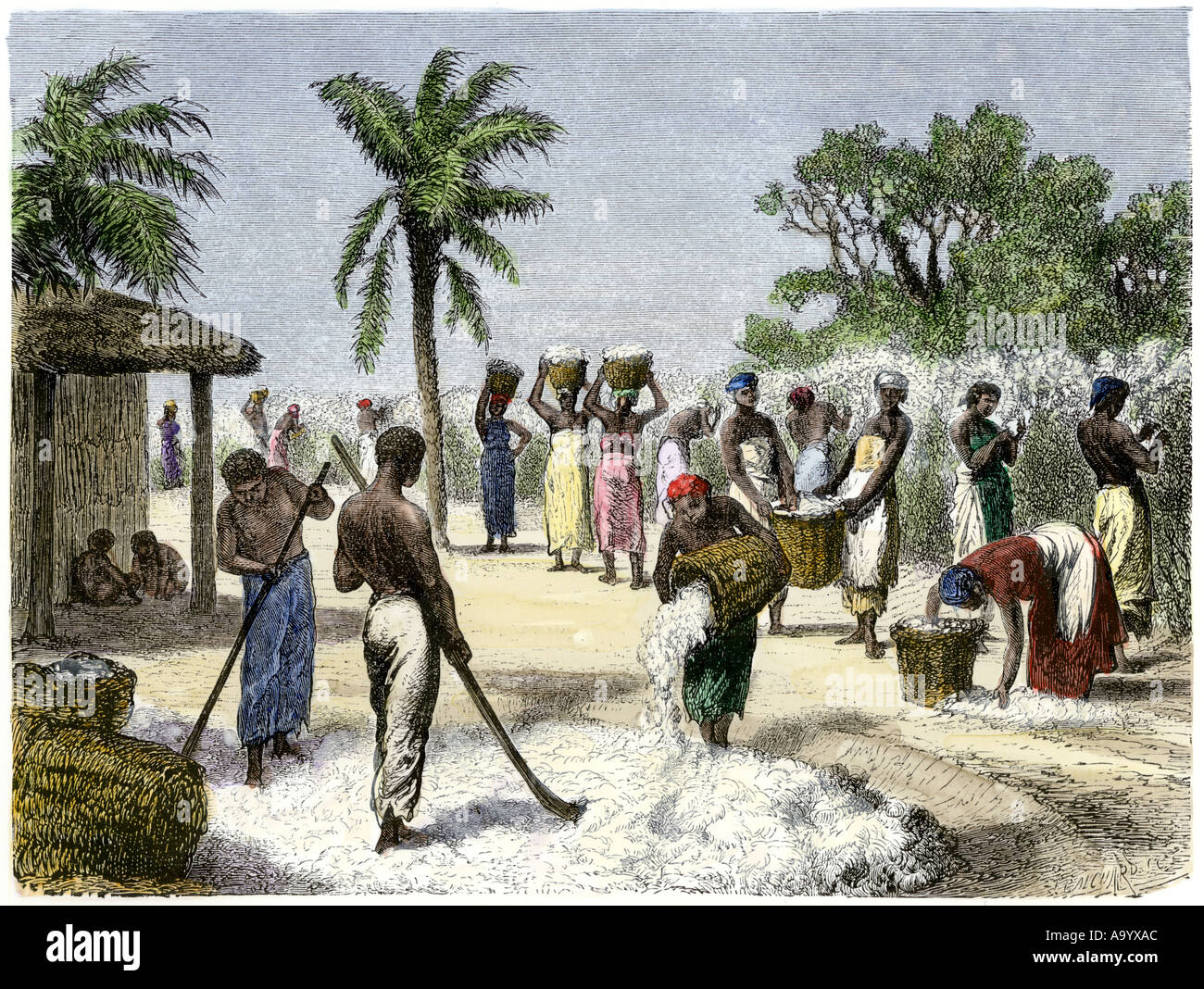 Slaves bringing in the cotton harvest. Hand-colored woodcut Stock Photo