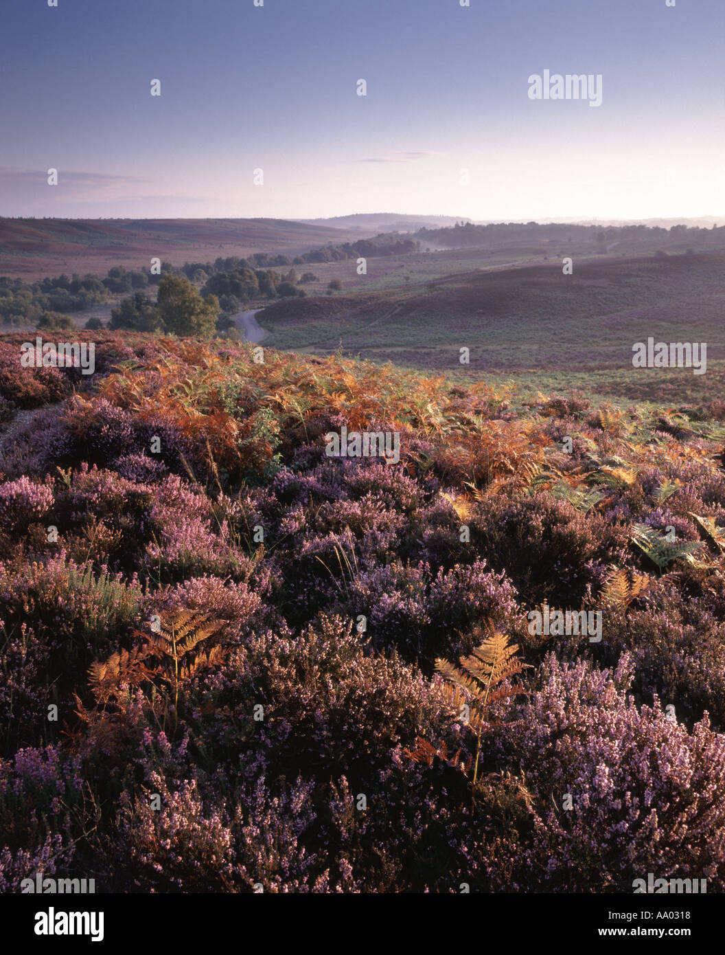 Rockford Common New Forest Stock Photo Alamy
