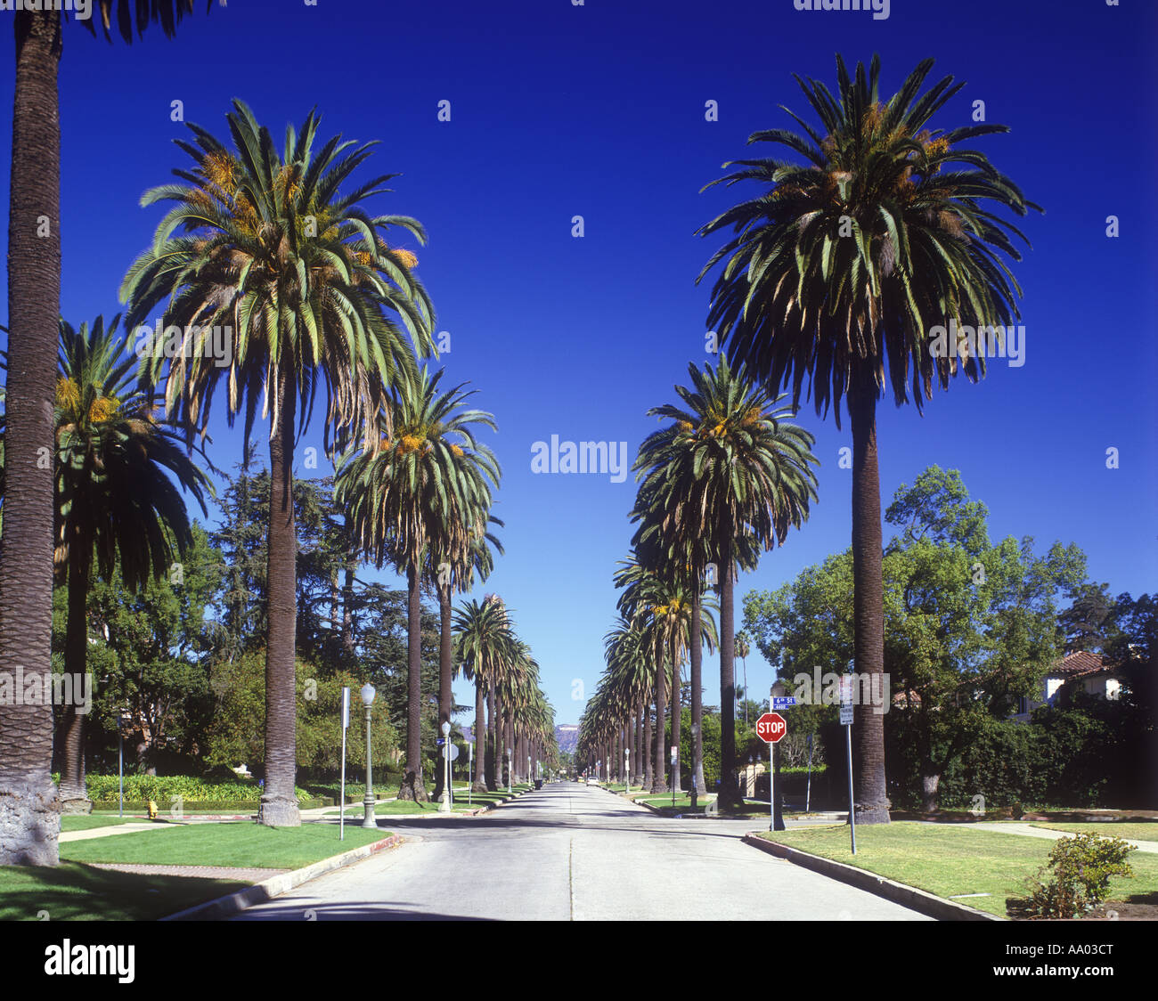 PALM TREES SOUTH WINDSOR AVENUE HOLLYWOOD LOS ANGELES CALIFORNIA USA Stock Photo
