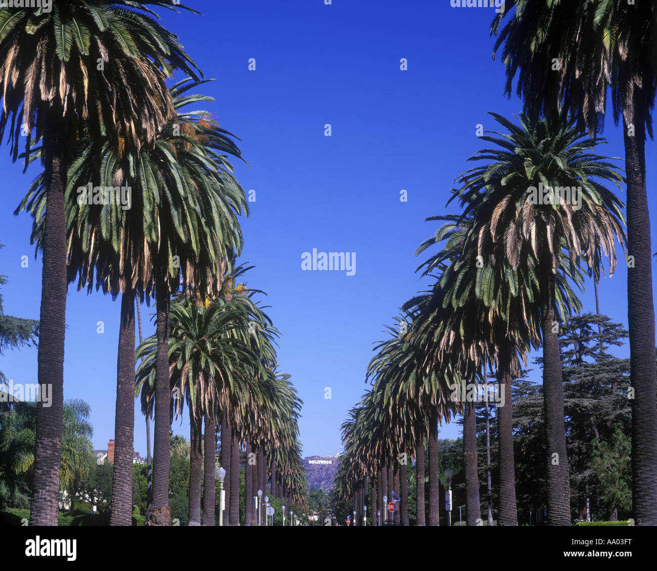 ROWS OF PALM TREES SOUTH WINDSOR AVENUE HOLLYWOOD SIGN LOS ANGELES CALIFORNIA USA Stock Photo