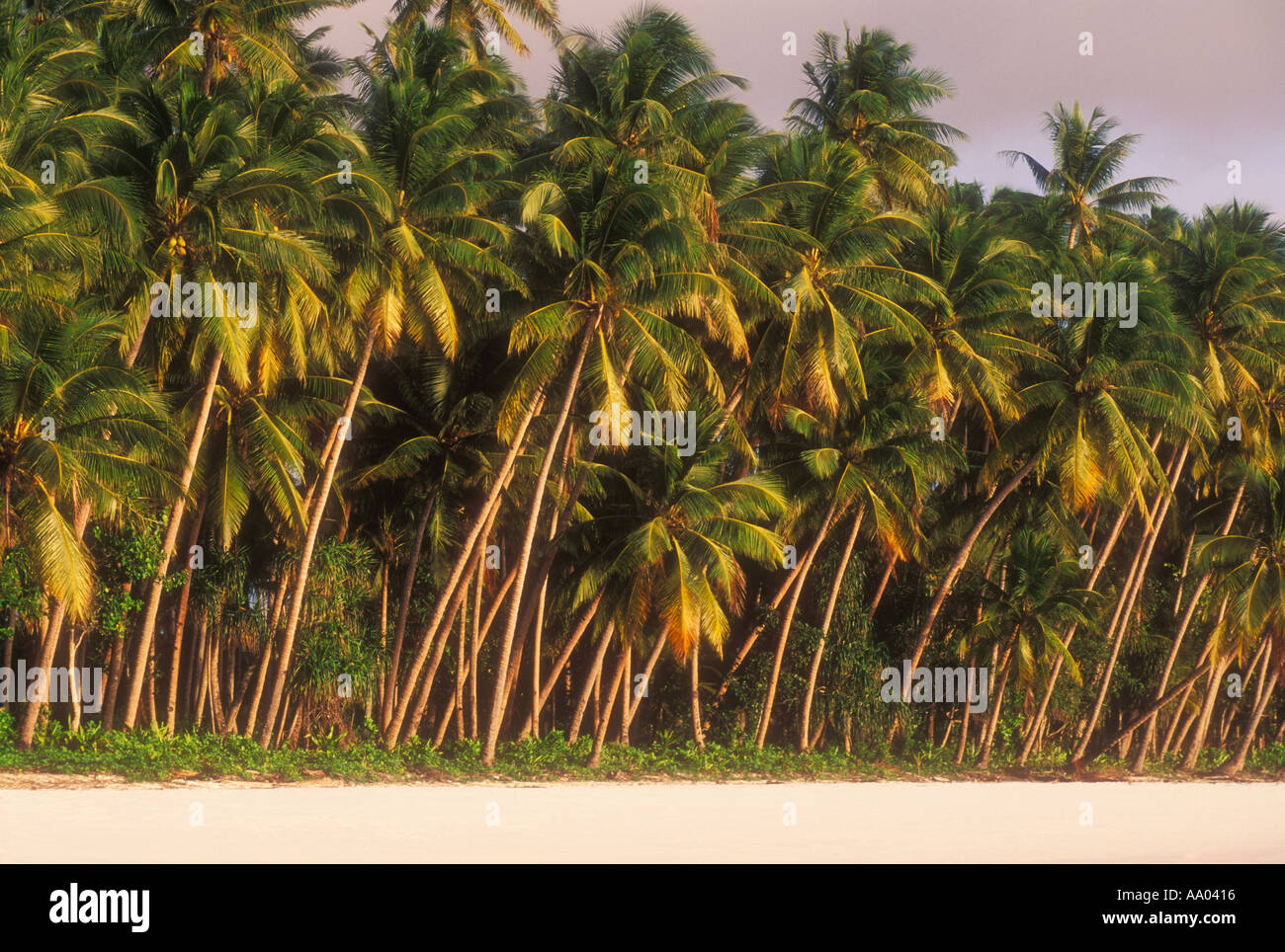 Palm trees on beach in Maluku Indonesia Southeast Asia Stock Photo Alamy