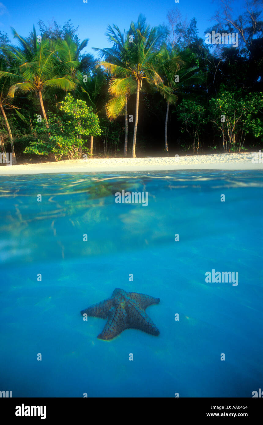 Half underwater view of starfish and tropical beach St ...
