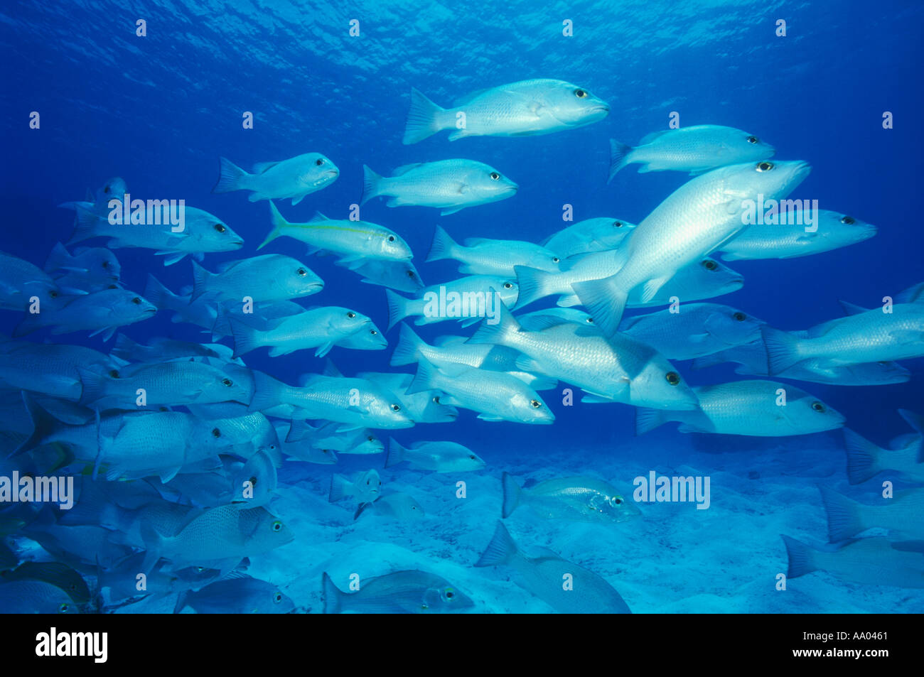 School of gray snappers swimming near Cozumel Island Quintana Roo Mexico Caribbean Stock Photo