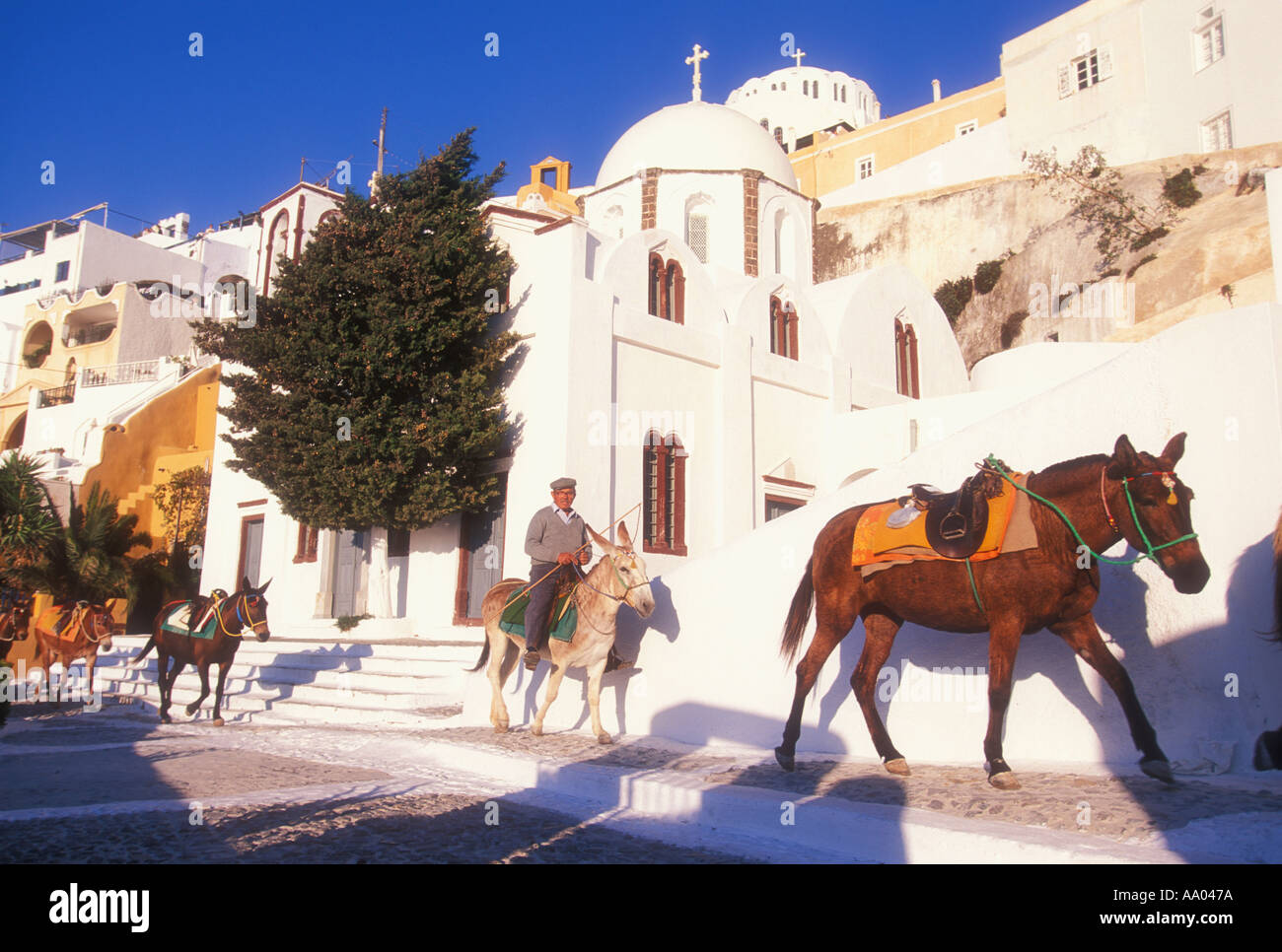Mules walking along sidewalk on the island of Santorini in Greece Stock Photo