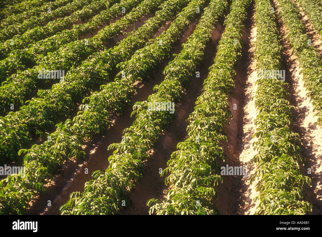 Potato plants growing in rows in field property released image Stock ...