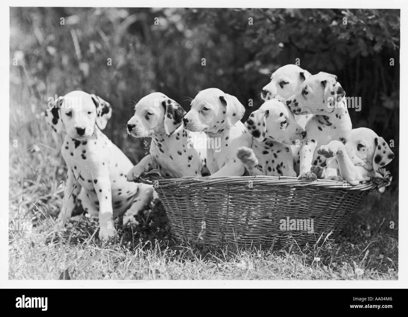 7 Dalmatian Pups 1946 Stock Photo