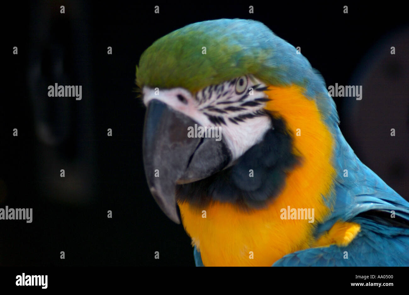 Portrait of a Colorful Parrot Posing for Camera. USA Stock Photo