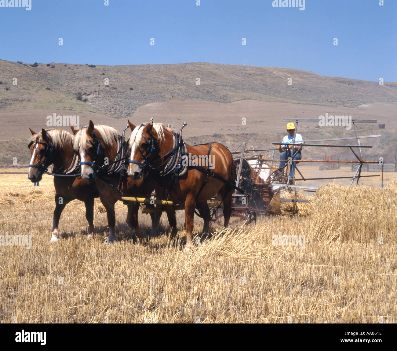 A team of work horses pull a historic reaper at the Old Time Threshing Bee in Dufur Oregon Stock Photo