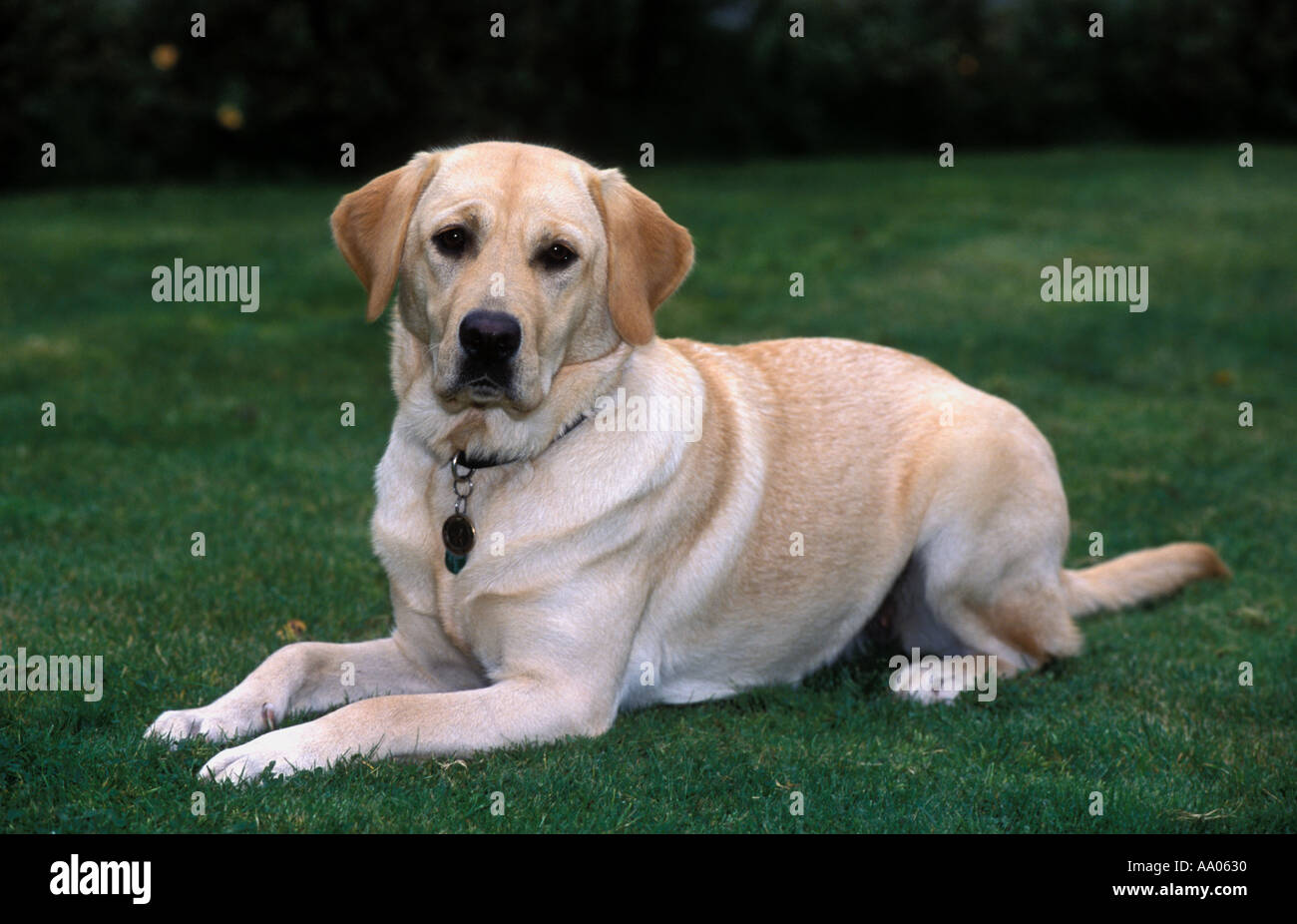 Guide dog for the Blind Stock Photo