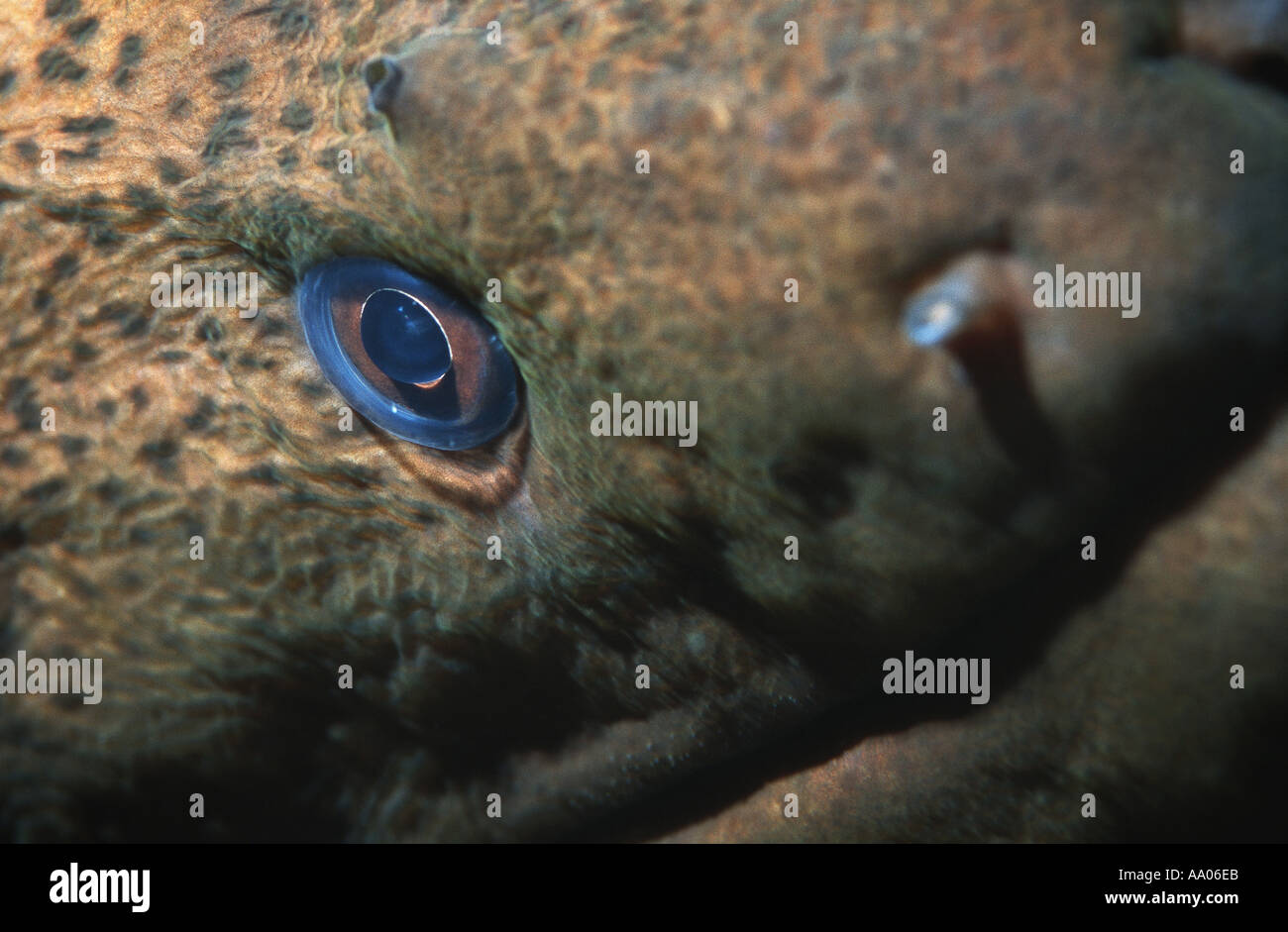 Close up of eye of a moray eel Stock Photo Alamy
