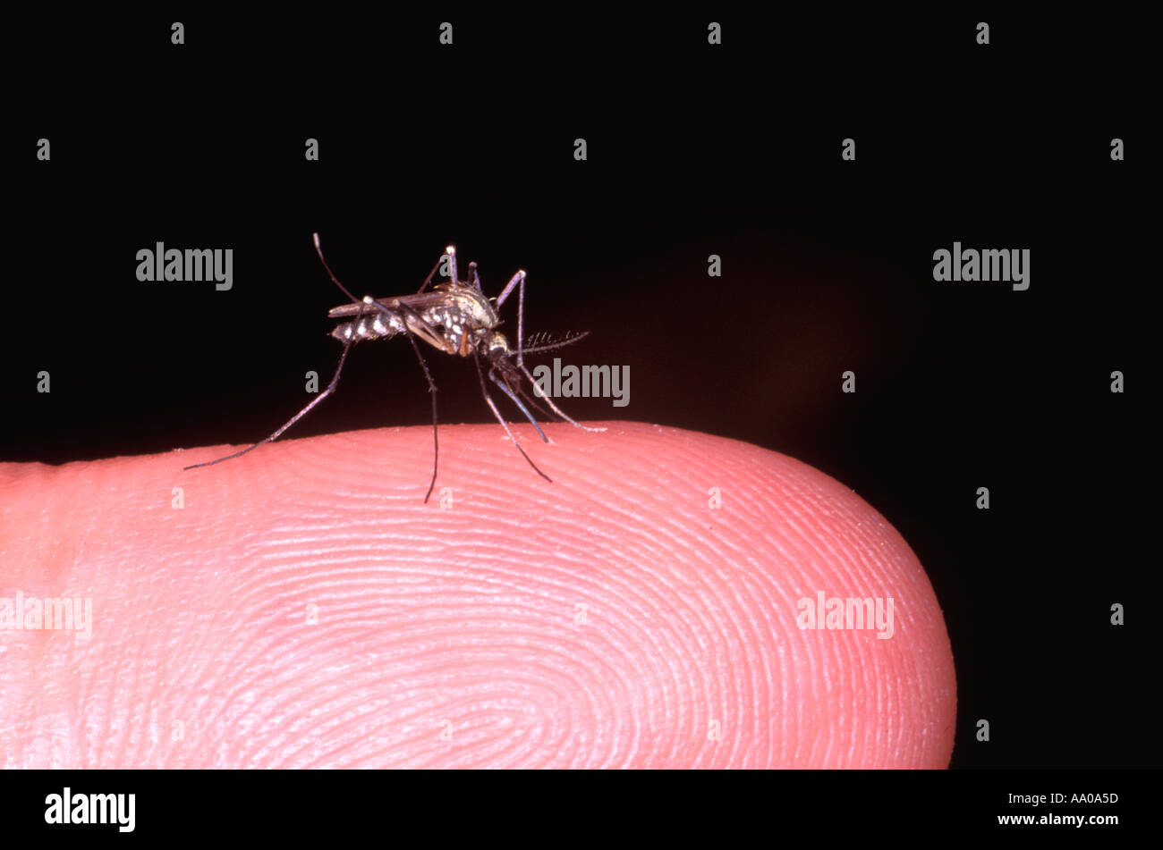 Blood sucking arthropods hi-res stock photography and images - Alamy