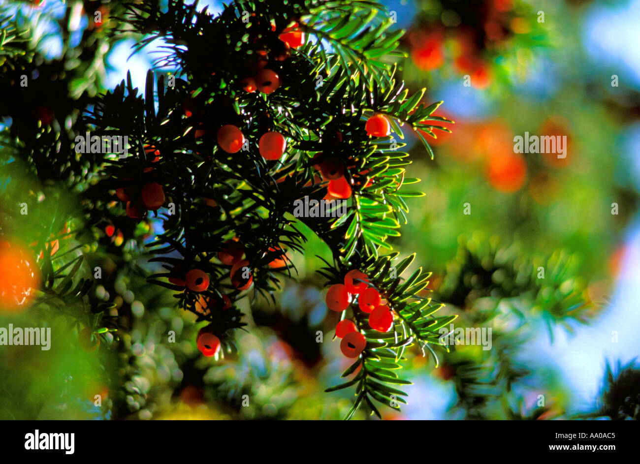 Yew, Taxus baccata. Closeup of berries on tree Stock Photo