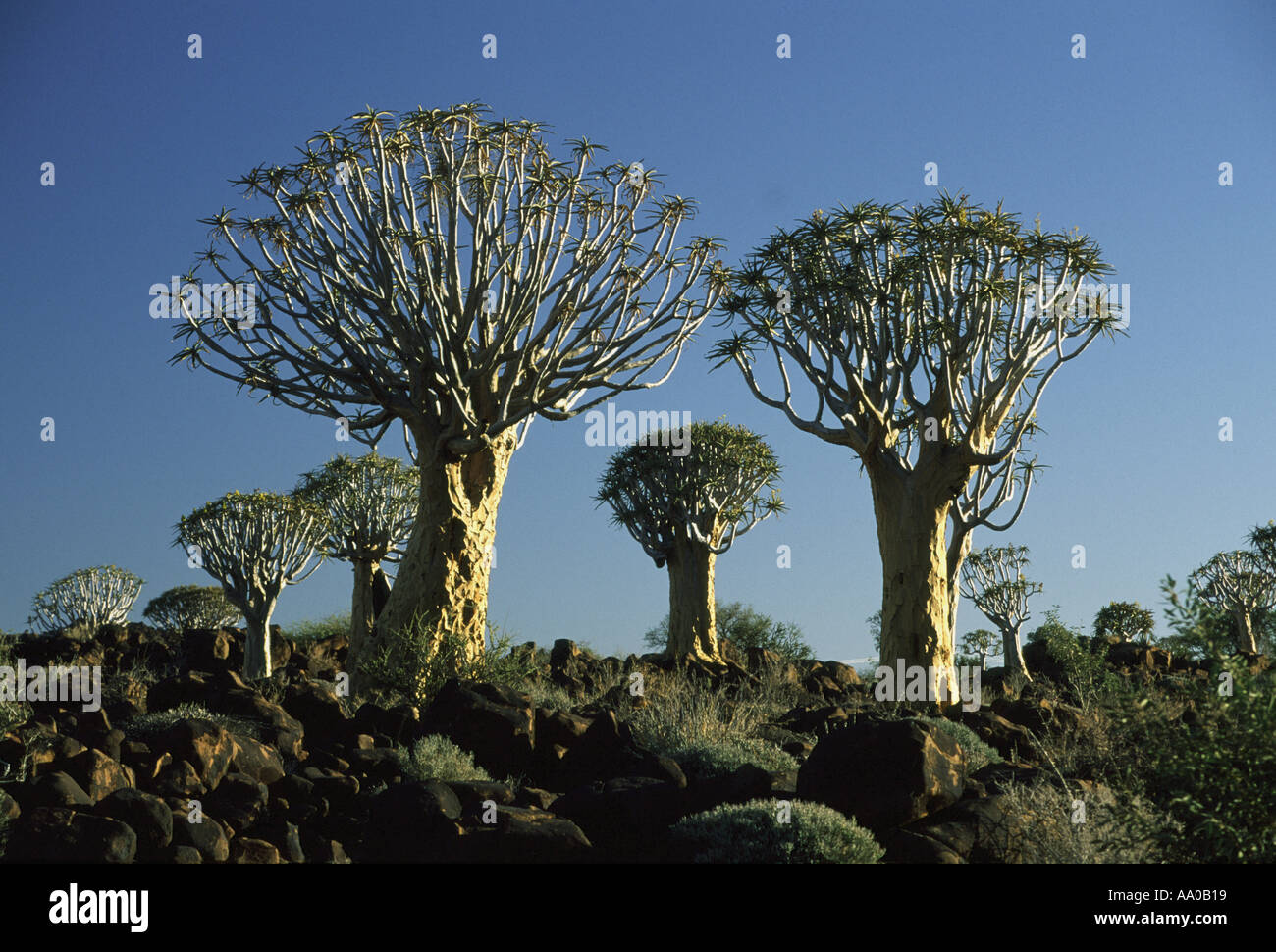Quiver tree forest Gariganus nr Keetmanshoop Namibia Stock Photo
