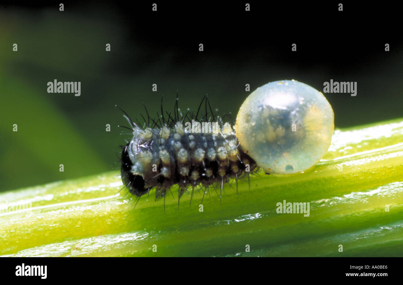 Swallowtail Butterfly Caterpillar hatching from egg Stock Photo 658406