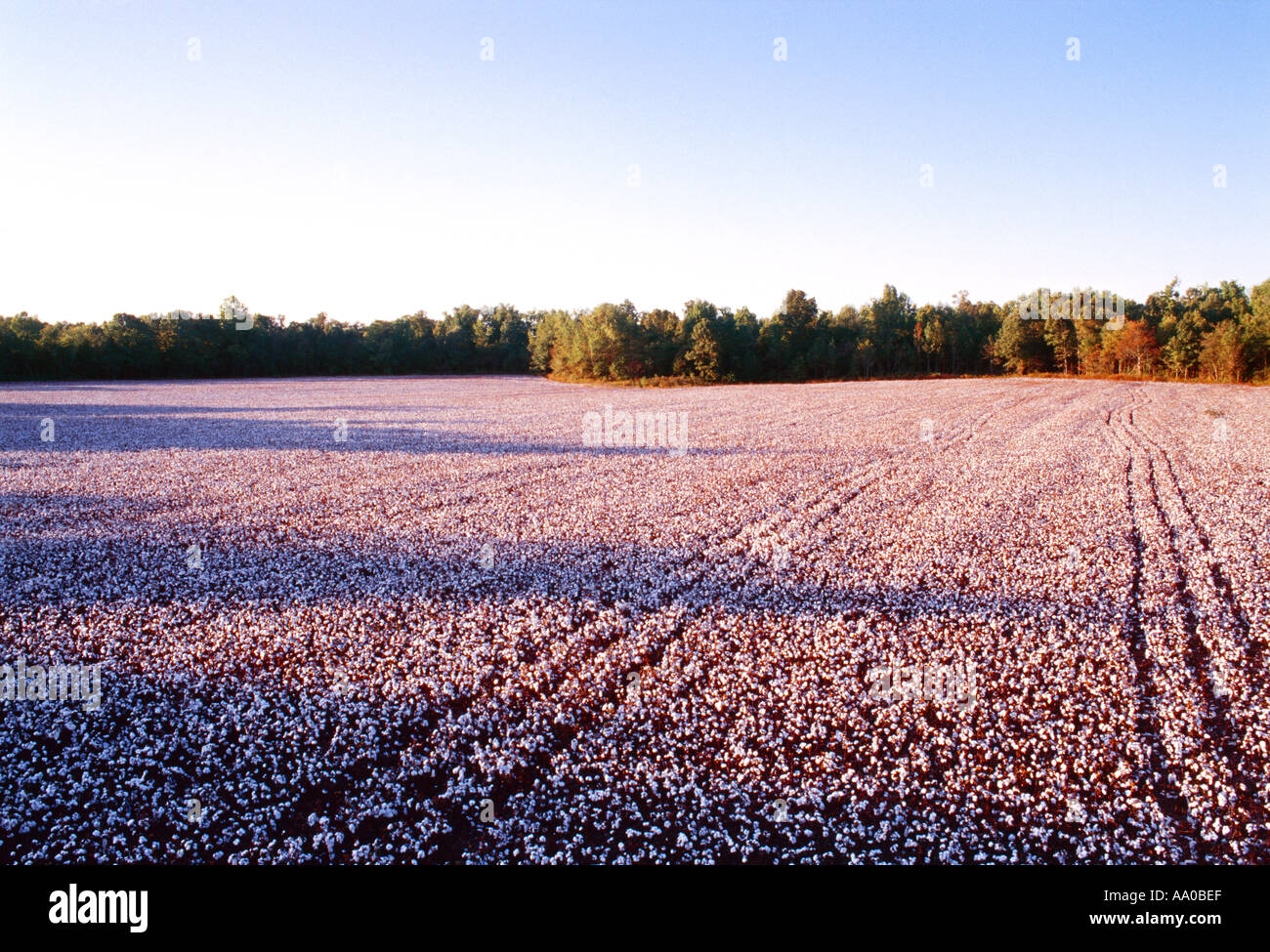 Agriculture Field of harvest stage ultra narrow row cotton in late