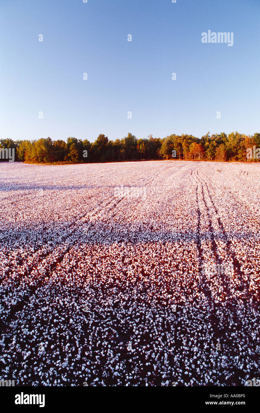 Agriculture Field of harvest stage ultra narrow row cotton in late
