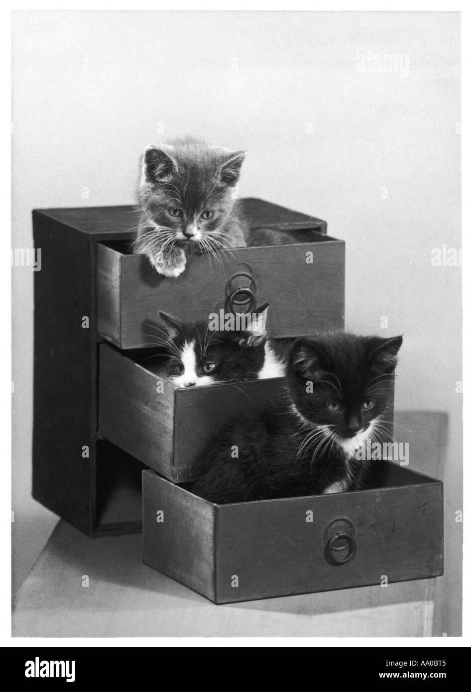 Three Kittens In Drawers Stock Photo