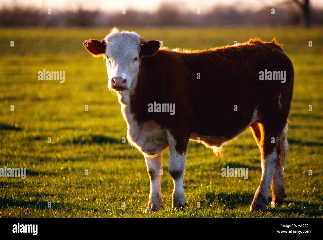 Livestock hereford beef stocker cattle hires stock photography and