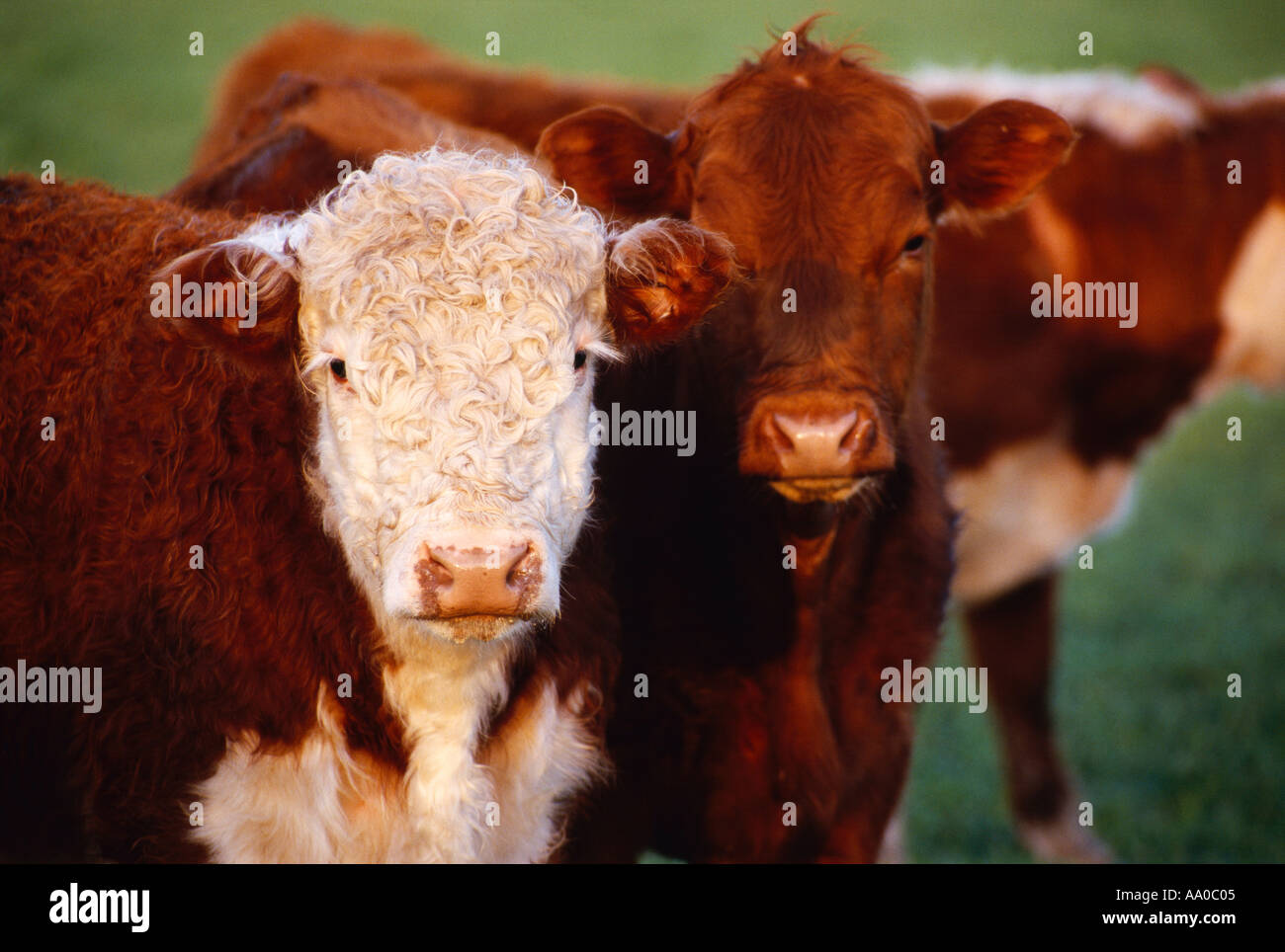 Livestock Hereford beef stocker cattle on a green wheat pasture in