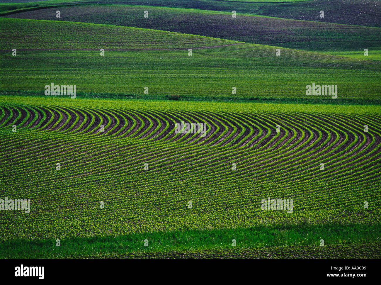 Agriculture - A rolling field of curved rows of early growth grain corn ...