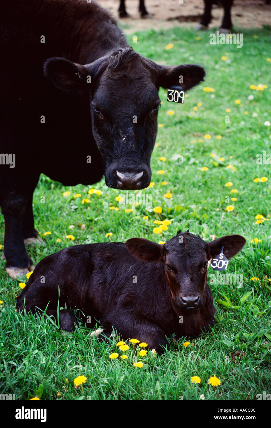 Livestock angus cow calf pair hires stock photography and images Alamy