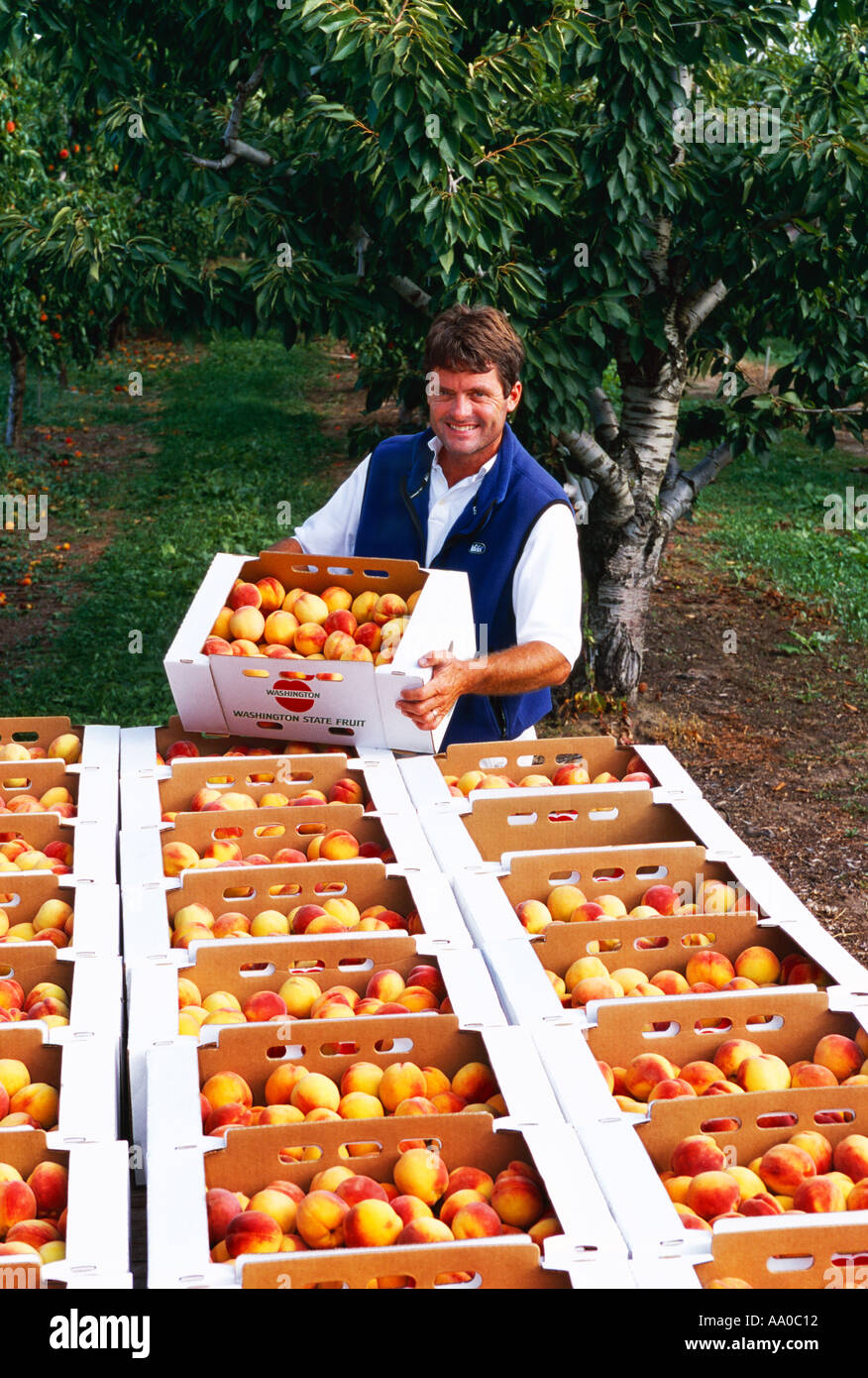 Agriculture A grower displays his ripe Elberta peaches in shipping