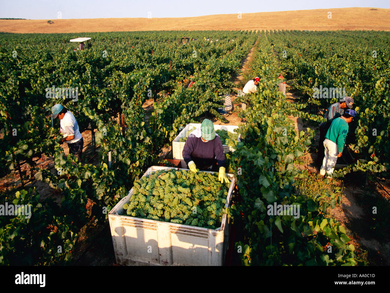 Agriculture Field workers harvest Chardonnay wine grapes in late Stock Photo 658461 Alamy