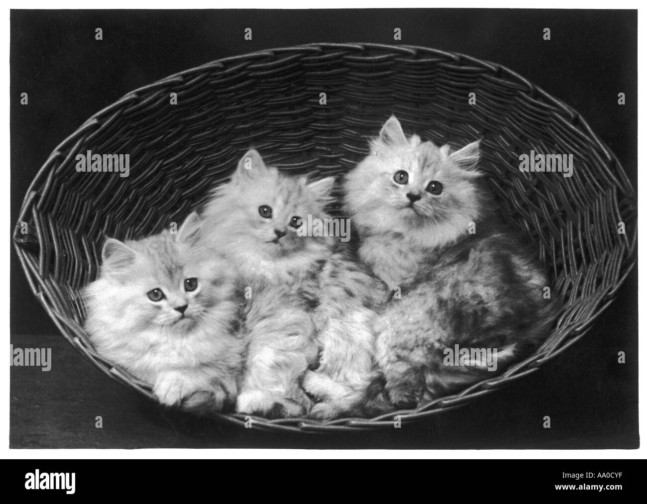 Three Chinchilla Kittens Stock Photo