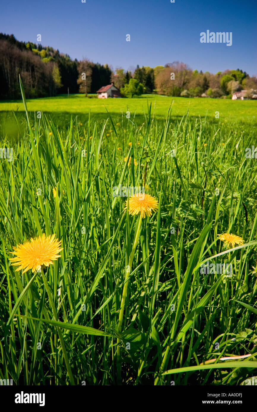 Yellow flower in grass deals