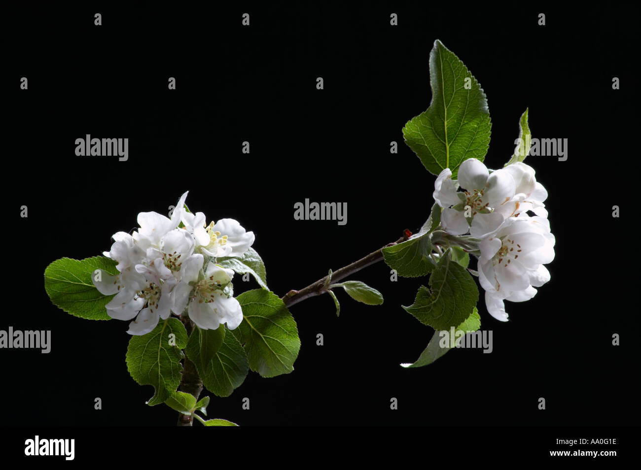 English orchard blossom hi-res stock photography and images - Alamy