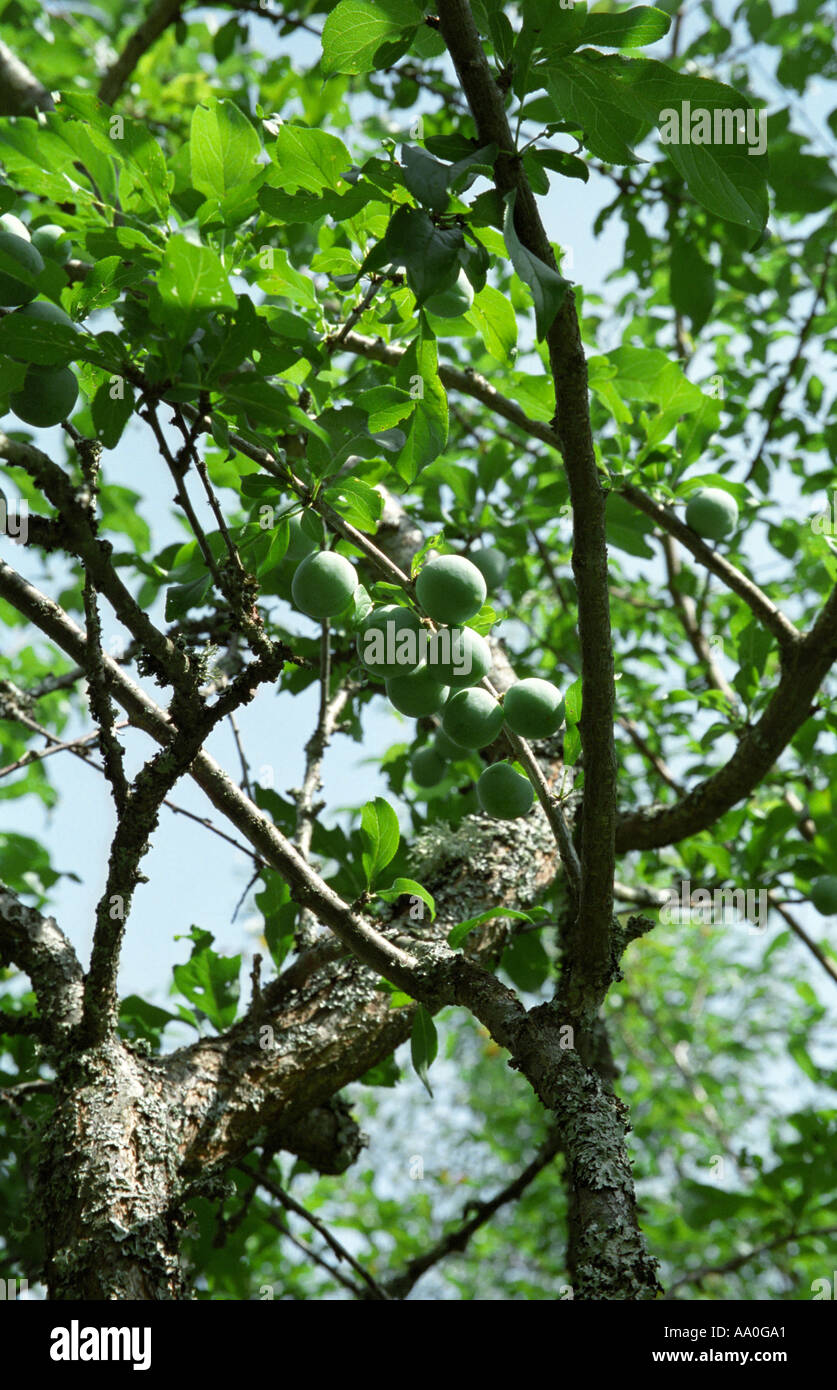 Prunos Tree Plum tree prunus brunches hi-res stock photography and images - Alamy