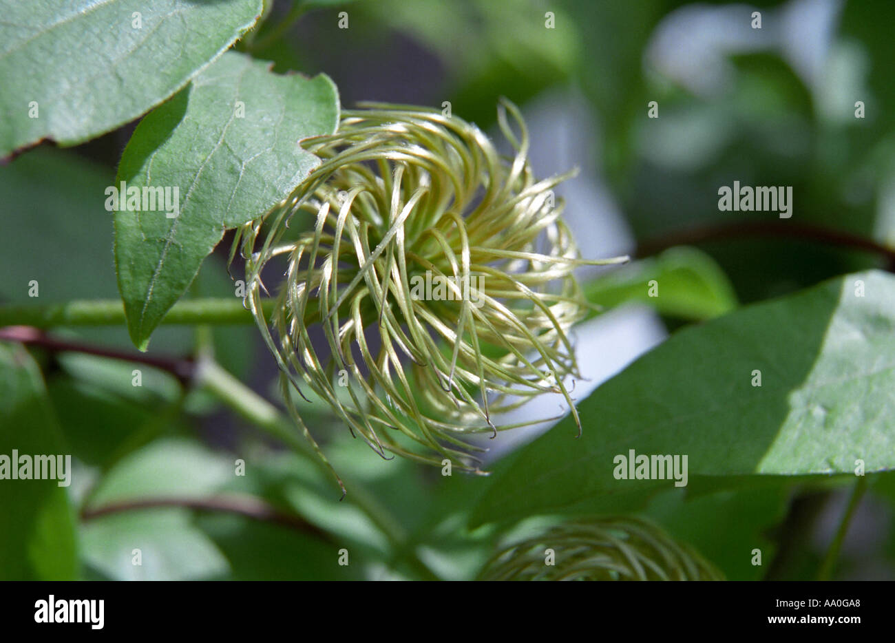 Close-up of Clematis seeds Stock Photo