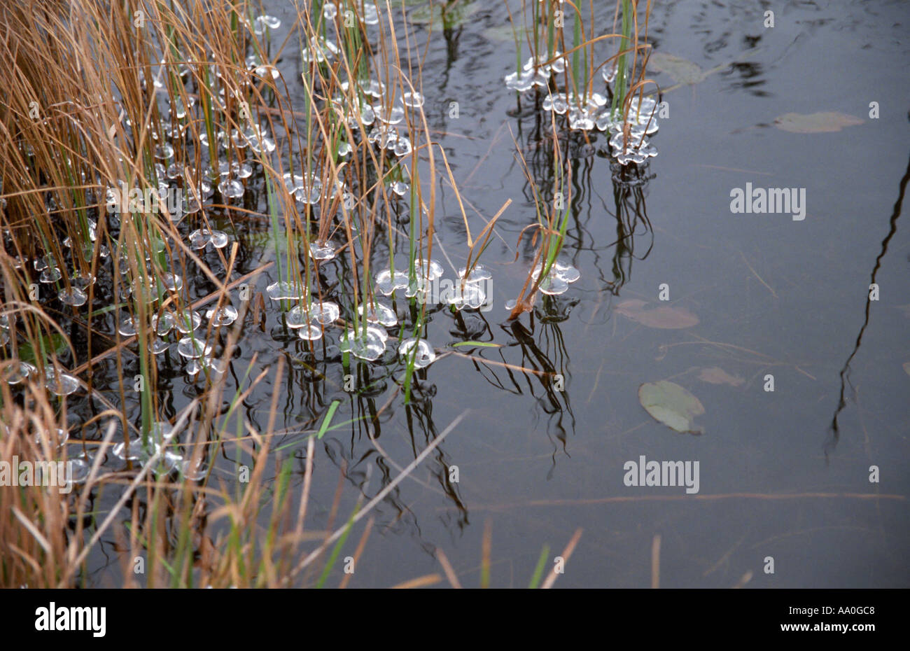 Icicles on plants in pond Kurzeme Latvia Stock Photo