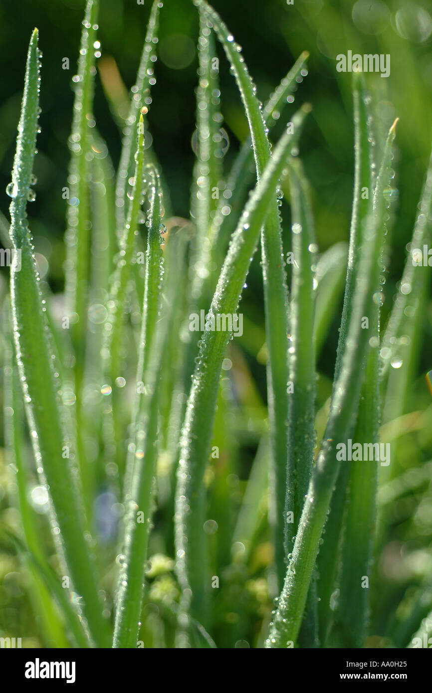 zwiebeln im garten onions in the garden Stock Photo Alamy