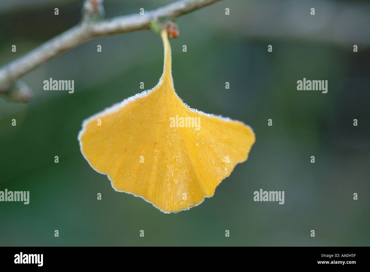 gingkobaum blätter gingko biloba tree leaves Stock Photo Alamy