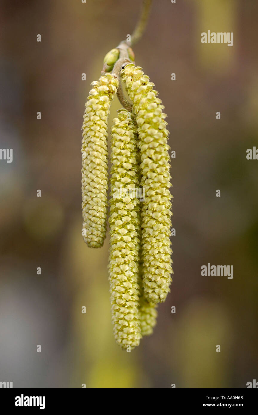 blühender haselnuss blossom hazelnut tree Stock Photo Alamy