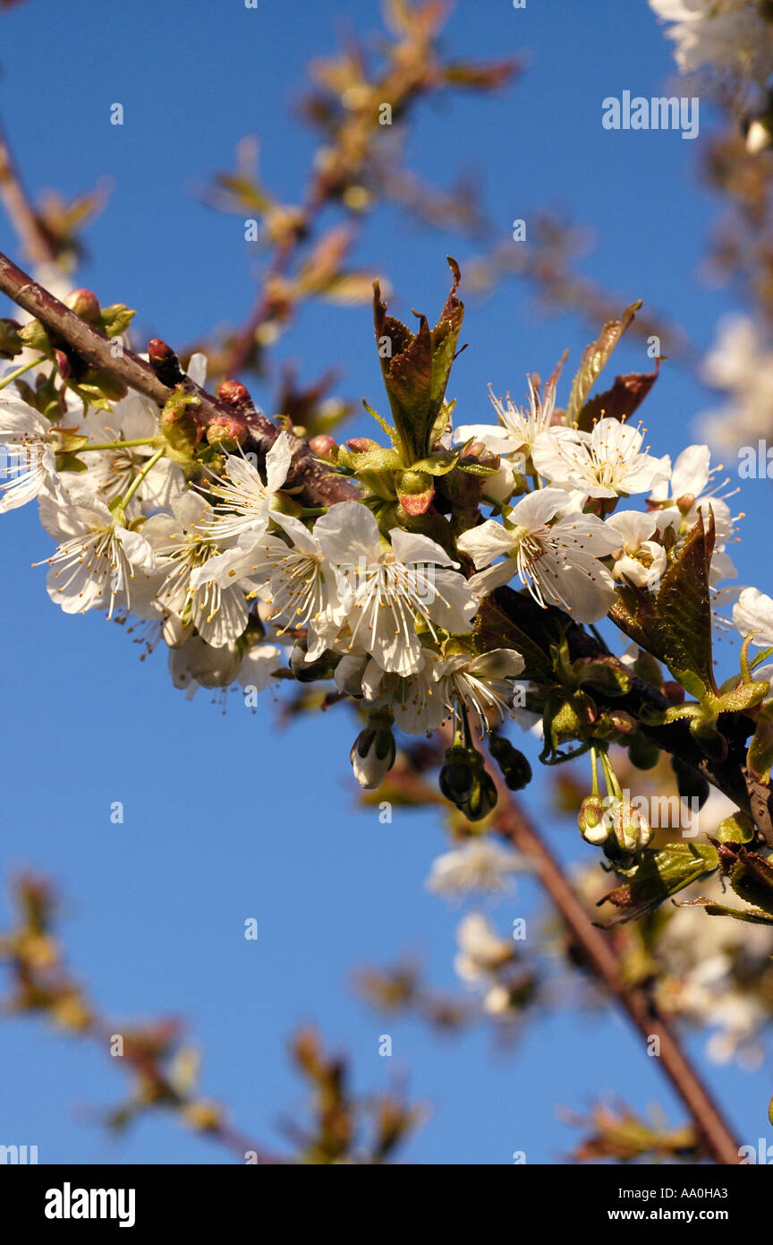 blühender kirschbaum blossom cherry tree Stock Photo