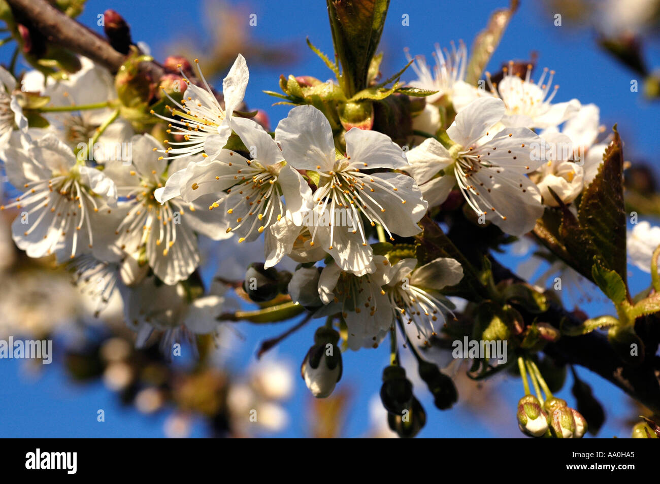 blühender kirschbaum blossom cherry tree Stock Photo