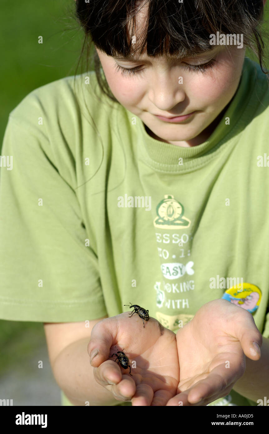 Seven year old girl holding beetle Liparus glabrirostris Upper Bavaria Germany Stock Photo