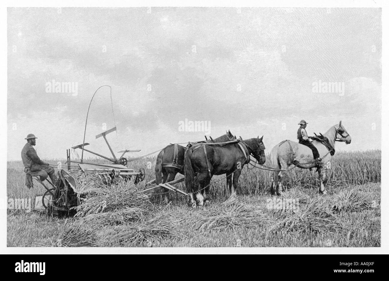 Farming with horses hi-res stock photography and images - Alamy