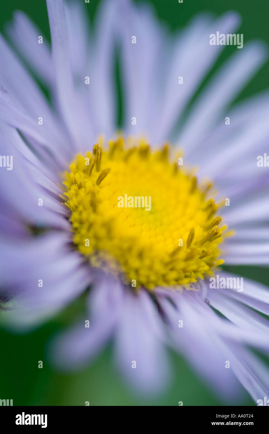 Aster flower detail Digital Original Stock Photo